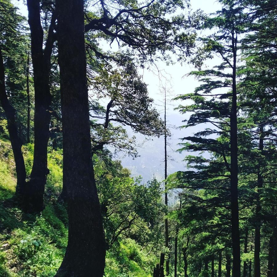 Shimla Pines Homestay Ngoại thất bức ảnh