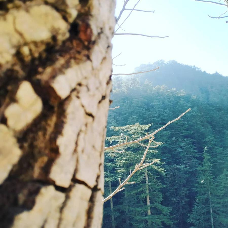Shimla Pines Homestay Ngoại thất bức ảnh